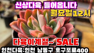 [인천다육]❤️내일2시 신상다육이 동절기  염가쎄일합니다 🏡인천 남동구 호구포로400 ☎️ 010-5316-7402