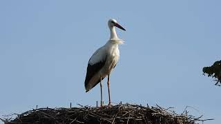 White storks in Denmark Jejsing 27 august 2024