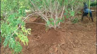 முருங்கை மரத்துக்கு மண் அணைத்தல் 🌿🌿🌿🌿🌿