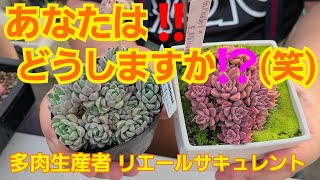 【多肉植物】【ガーデニング】多肉植物初心者🔰さん‼️あなたはどうしますか⁉️(笑)2022年3月27日