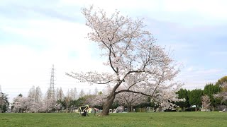 お花見サイクリングで天ぷらを作る 桜満開ツールドマルシェ2020春