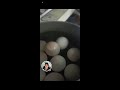 Dong T. Gidong is live! EGG HARVEST AND COOKING ENJOY WATCHING #asmr #egg