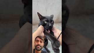 जैसे ये छोड़ेगा बहुत गंदी गाली दूंगा #funny #prashantking #comedy #prashantcomedy #cat #funwithprasa