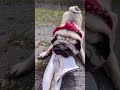 パグのスーパーダンス　 pug おもしろ 犬