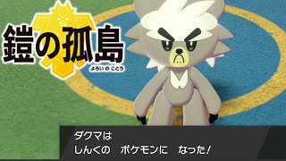 新伝説ポケモン『ダクマ』ゲット！登場シーンが可愛すぎる 鎧の孤島【ポケモン剣盾 】ソード シールド pokemon sword and shield