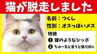 【悲報】つくし、脱走する【おしゃべりする猫】 【猫アテレコ】