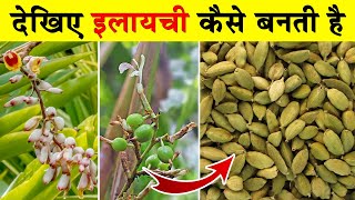 देखिए इलायची कैसे बनती है | Elaichi Kaise Banti Hai | Elaichi ki Kheti | Cardamom Farming