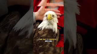 A Man Saved An Injured Eagle Years Later Something Crazy Happened