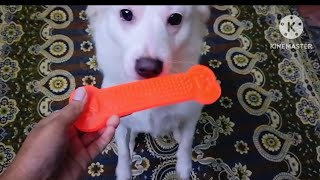 ఇది నాది నేను ఎవ్వరికి ఇవ్వను 😡😎😂😻 #dog #doglover #dogvideos #dogtoys