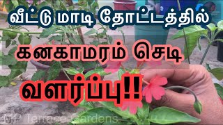 kanakambaram chedi valarpathu eppadi (டெல்லி கனகமரம் செடி)