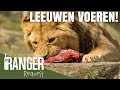 LEEUWEN VOEREN! | Ranger Request