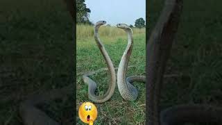 ichchadhari nag nagin badla kaise lete hain,ichchadhari nag nagin realstory badla,#SHORT Snakerescue