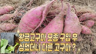 황금고구마 모종구입 후 심었더니 다른 고구마?(After purchased a golden sweet potato seedling , I planted another  s p ?)