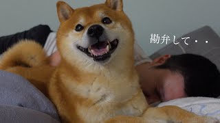 だいじょうぶ？お泊まり会で柴犬が深夜に覚醒する瞬間がこちら。