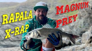 Rapala X-Rap Magnum Prey | Sea Bass Fishing | Out For A Cast  #fishingCornwall