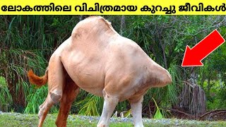 ഇങ്ങനെയും കുറച്ചു ജീവികൾ ഉണ്ട് ലോകത്തിൽ..world strangest animals things / Glitting world #animals