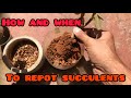 || HOW & WHEN TO REPOT SUCCULENTS ||