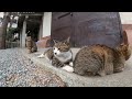 神社でノンビリ寛ぐ野良猫達