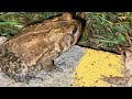 toad ally cool 😎 and toad ally amazing spots tonight 🎥📸🌿📱🌙 2 toads perfect night 🌙✅