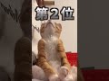 ネッコの動画見てニヤけたら負けwww 猫 猫のいる暮らし ペット かわいい 癒し 動物 2ch動物スレ