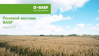 Полевой вестник BASF - выпуск 24 от 16.07.2020. Уборка озимых зерновых в АЦ BASF Краснодар