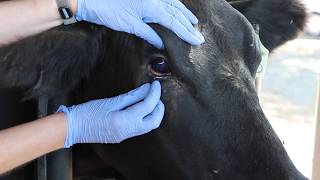 How to check for plant awns (foxtails) under cattle’s eyelids when treating pinkeye