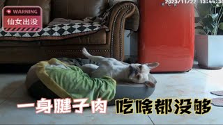 小狗狗自己在家，好像发现了监控摄像头的猫腻