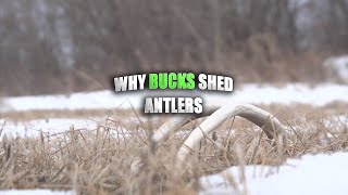 When and Why Bucks Shed Their Antlers