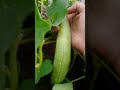 Harvesting vegetables#parkritisday #trending #harvest #garden #harvesting #gardening #farming#shorts