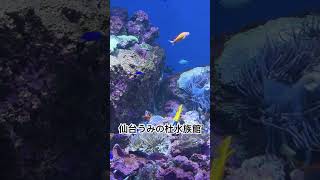 仙台うみの杜水族館の水槽見て感じた事。大きい水槽、魚の群泳憧れるなぁ、、、、