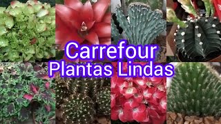 Plantas no mercado! #fypviral #viralyoutubevideo #plantas #flores #cactos #suculentas #jardim #vida