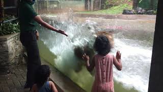 zoo| tiger attack | animal attack | dehiwala |  dehiwala zoo | kids attack | dangerous animal