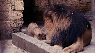 Geboorte van twee leeuwenwelpjes in Pairi Daiza