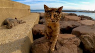 防波堤でノンビリ休む野良猫をナデナデしてきた