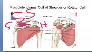 Anatomy 74 Rotator Cuff muscle Shoulder Joint Tendinitis Clinical PYQ Upper Limb Solved Question