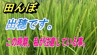 【田んぼ】出穂です。この時期、私が注意している事。たぶん皆さんも同じかな・・・。