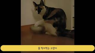 물 앞발로 찍어 먹는 고양이