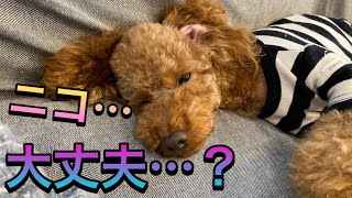 愛犬がご飯食べない…。そんな時の我が家の対処法！【トイプードルそぼろ＆ニコ】