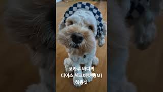 코카푸 바다의 다이소 체크버킷햇. 강아지 모자 착용샷. #funny #cockapoo #코카푸 #바다 #오늘도맑음 #강쥐모자