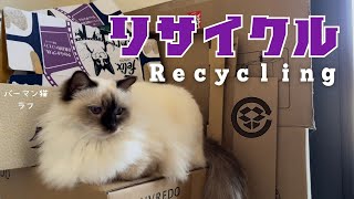 バーマン猫ラフ【リサイクル】Recycling（バーマン猫）Birman/Cat