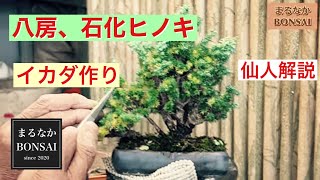 #223  仙人解説、八房セッカヒノキの手入れ。　　　　　　　　　　　　　@bonsai1007   【ミニ盆栽】