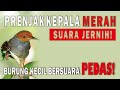 PRENJAK KEPALA MERAH | SUARA PANCINGAN PRENJAK BAHAN DAN COCOK BUAT MASTERAN!