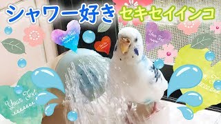 セキセイインコ水浴びでシャワーをさりげなく使う用心深いそら【vlog-027】Budgerigar