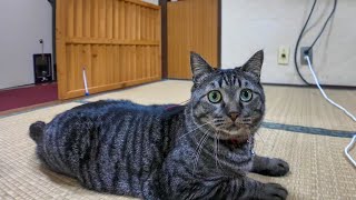 【猫旅館】夜部屋で寛いでいると猫が部屋に遊びに来てくれて楽しい