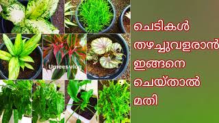 ചെടികൾ കരുത്തോടെ വളരാൻ ഇതുമതി || Gardening Malayalam || Plants Growing tips ||