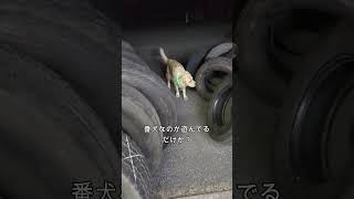 番犬したいのか遊びたいのか？ #dog #ゴールデンレトリーバーgolden