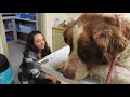 Rescue of a giant dog who didn't know how to ask for help