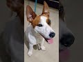 కుక్కపిల్లని పెంచుకోవాలి dog jackrussell rocky funny video shorts ytshorts cutedog doglover