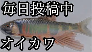 【雑学】オイカワ実は○○○！？しかし、そんなに注目されてない理由とは｡