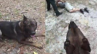 K-9 Praised for Catching Suspect After Separating From Deputy